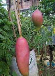 King Of Chakapat Mango Fruit  Plant