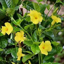 Mandevilla (Yellow Colour)  Flower Plant