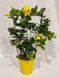 Mandevilla (Yellow Colour)  Flower Plant