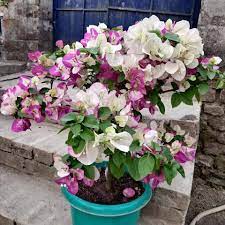 Bougainvillea Fowers Plant For Gardening