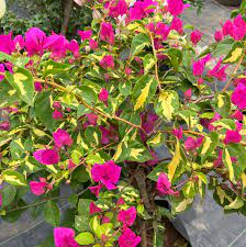 Bougainvillea Flowers Plant For Home Gardening