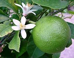 (Gardenershub) Malta Mosambi Sweet Lemon grafted fruit tree