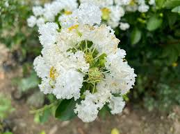 Frush Flowering Plant (White Colour)