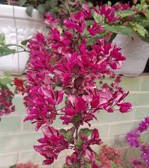 Black Maria Bougainvillea plant