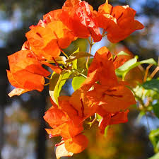 Bougainvillea Flower Plant Orange Plant