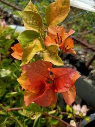 Moonlight Adarna Bougainvillea (new RARE varity)