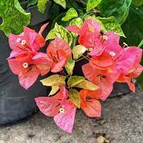 Moonlight Adarna Bougainvillea (new RARE varity)