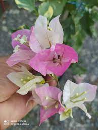 Buterfly Splash Bougainvillea Flower plant