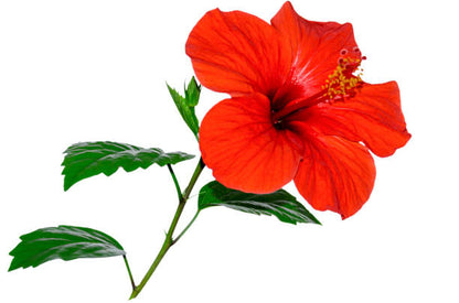 Hibiscus, Beautiful flowers,Red Colour Plant