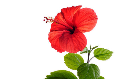 Hibiscus, Beautiful flowers,Red Colour Plant