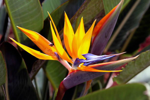 Birds of paradise Flower Plant