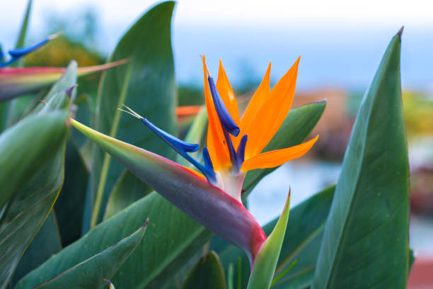 Birds of paradise Flower Plant