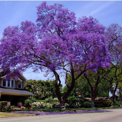 Jacaranda (Blue Colour) Flowers Plants