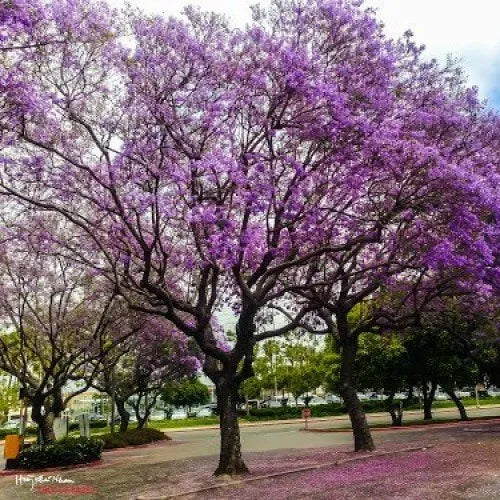 Jacaranda (Blue Colour) Flowers Plants