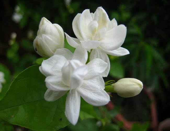 Jasmine Rose Flower -Fragrant Plants