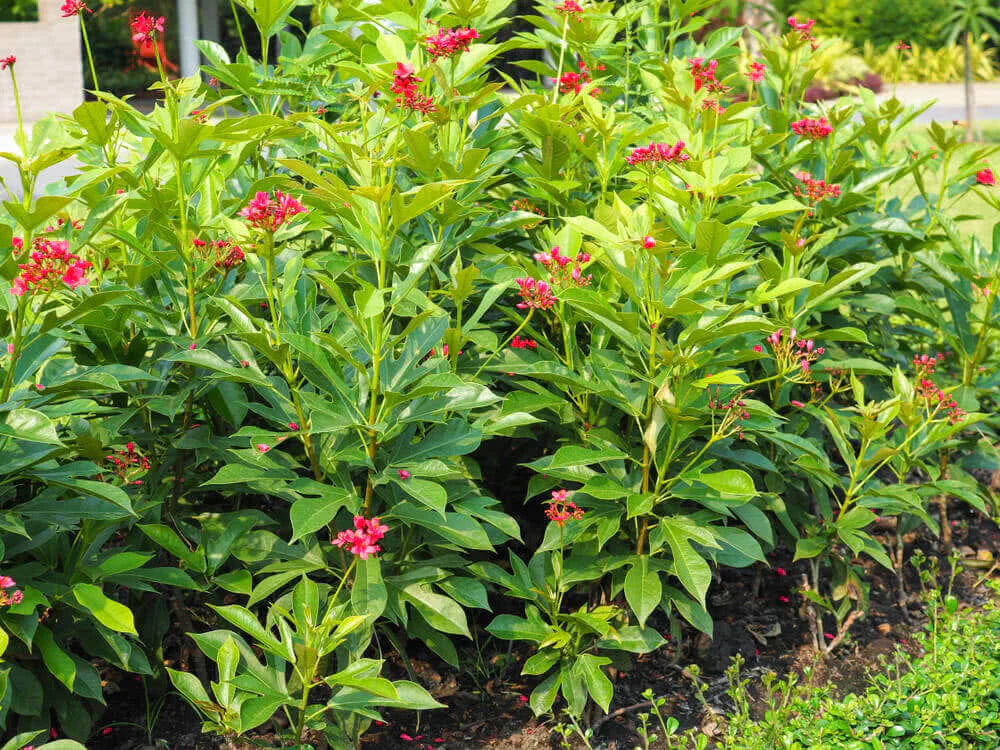 Jatropha Flowers Plant For Gardening