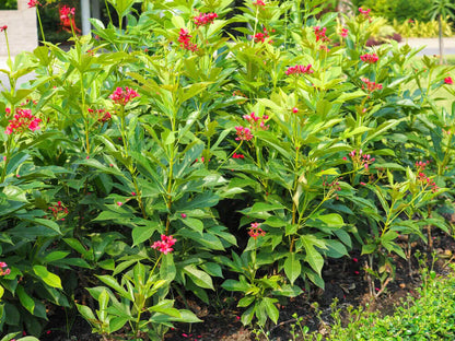 Jatropha Flowers Plant For Gardening