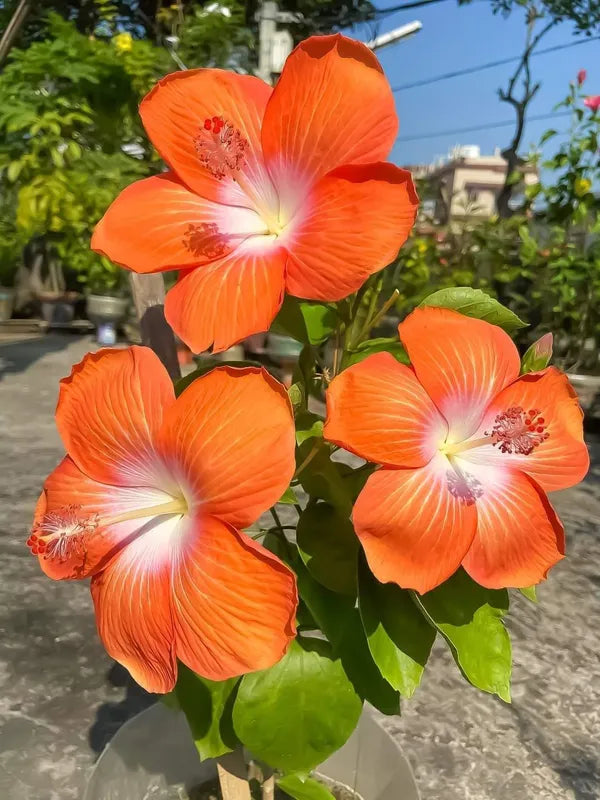 Orange Hibiscus By White Hibiscus Plant