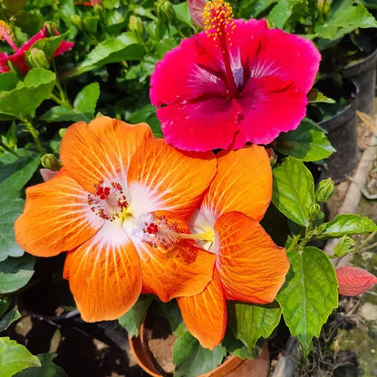 Orange Hibiscus By White Hibiscus Plant