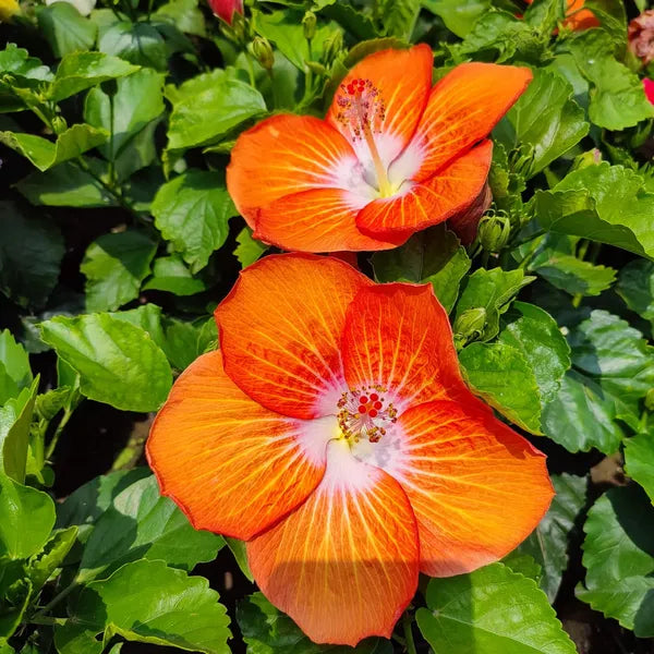 Orange Hibiscus By White Hibiscus Plant