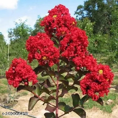 Furush Flower Plant (Red) Colour