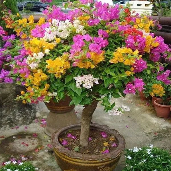 Multi-Grafted Bougainvallea Plant(4-6 colour)