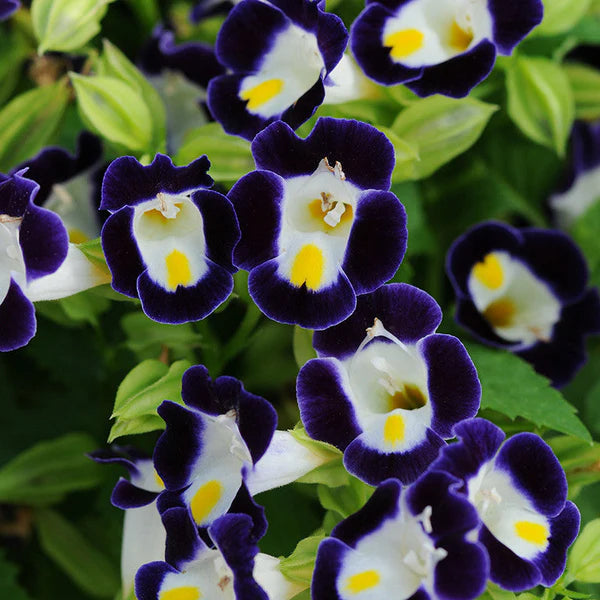 Torenia Violet - SEASONALS