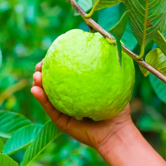 Thai Kg Guava Fruit  Plant