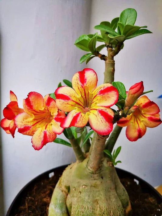 Adenium Yellow and Orange Plant (Grafted)