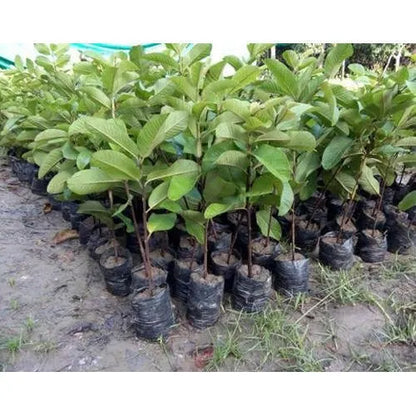 New Lalit Guava Fruit  Plant