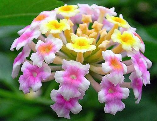 Lantana Purple- Flowering Shrubs