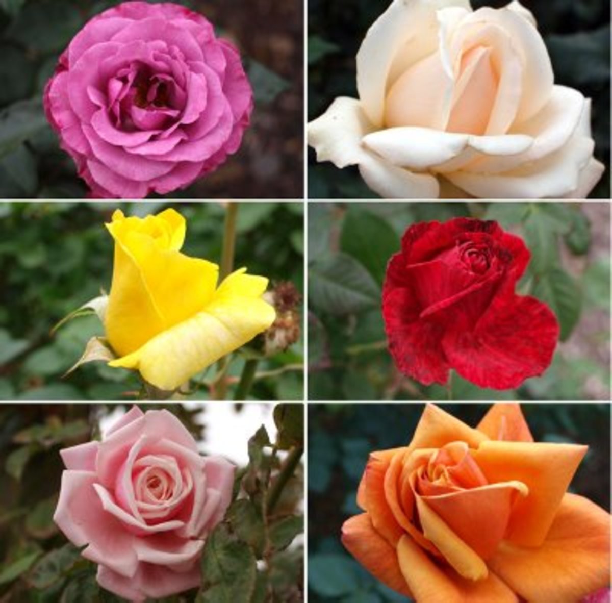 Pack Of 4 Different Colour Rose Plant