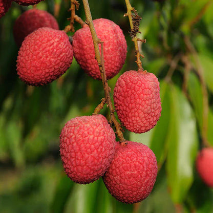 Litchi Fruit Plant (Air Layered)