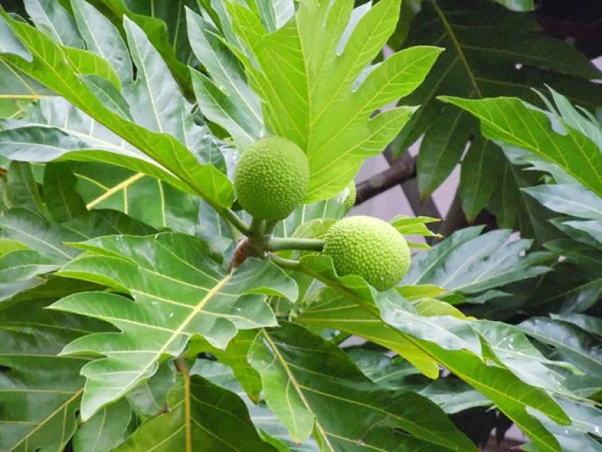 Hybrid Bread Fruit Plant Grafted