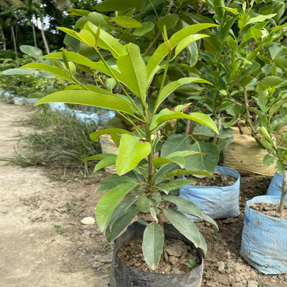 Hybrid Chiku(Grafted) Fruit  Plant