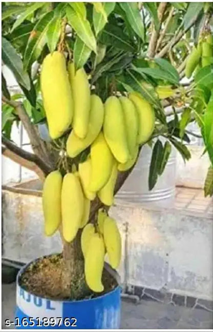 Banana Mango Fruit Plant-Grafted