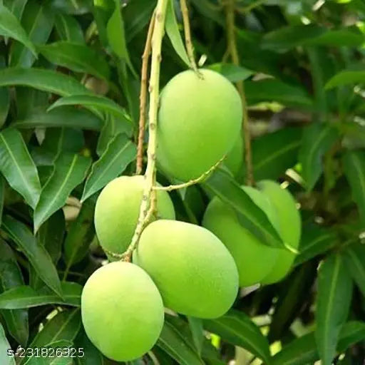 Hybrid Langra Mango Fruit Plant