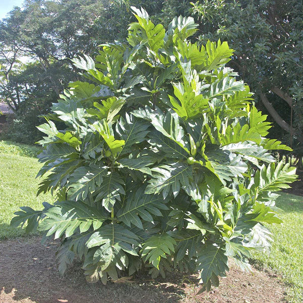 Bread Fruit/Jack fruit Curry Panasa - Fruit Plants & Tree