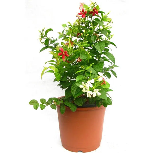 MadhumaltI Combretum Indicum, Rangoon creeper