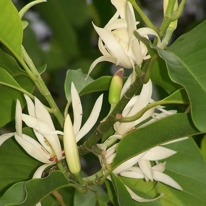 Swarna Champa (Golden & White) -(Gardenershub)