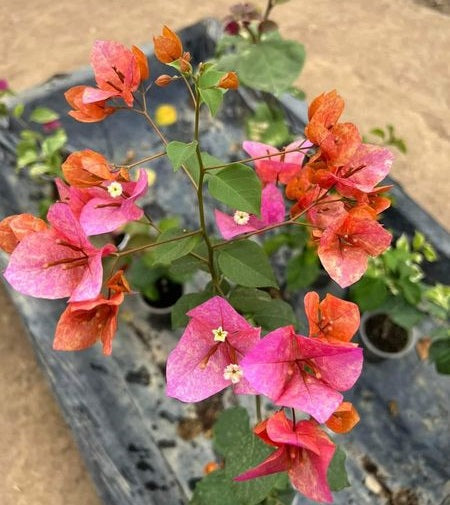 Vietnam Mix Bougainvillea flower plant