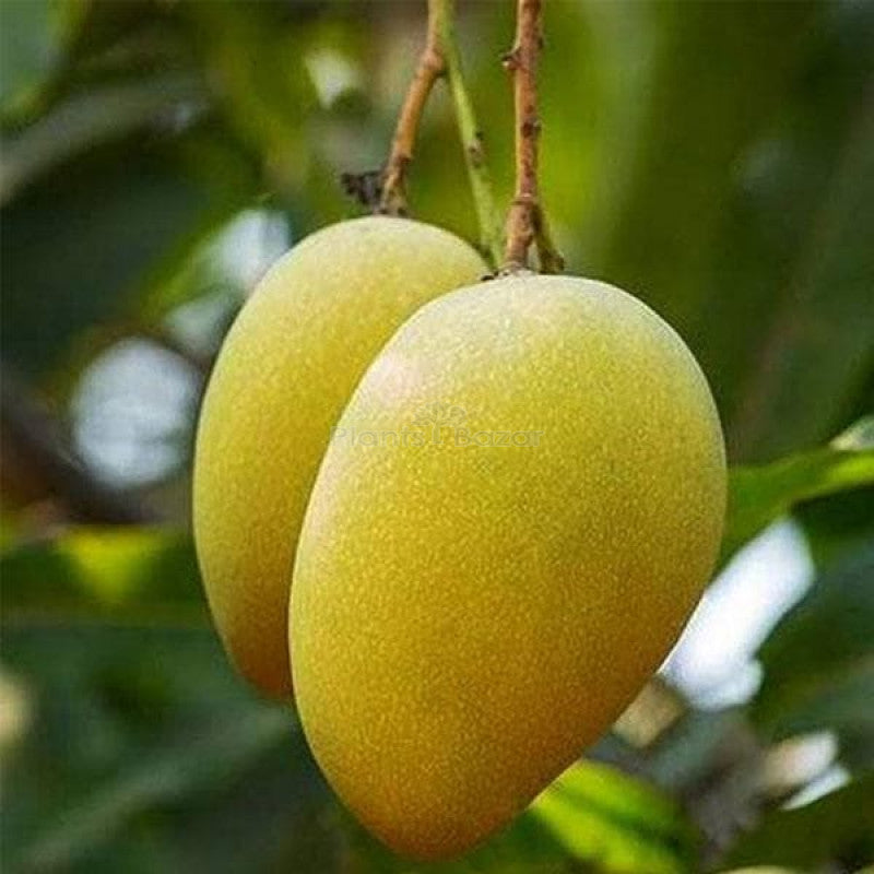 Mango Tree (Alphonso, Grafted) - Plant