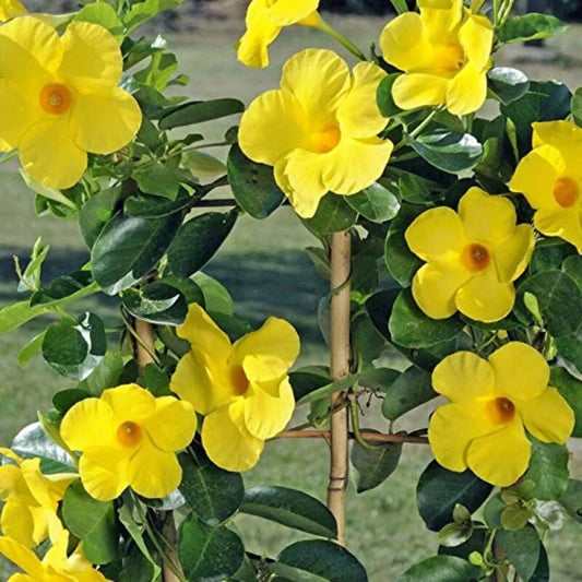 Mandevilla (Yellow Colour)  Flower Plant