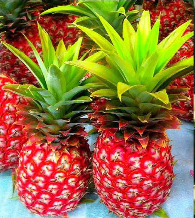 Red Pineapple Plant | Anaras Plant