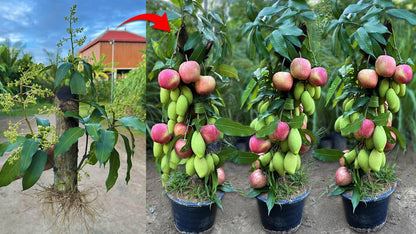 Apple Mango(Grafted) Fruit Plant.