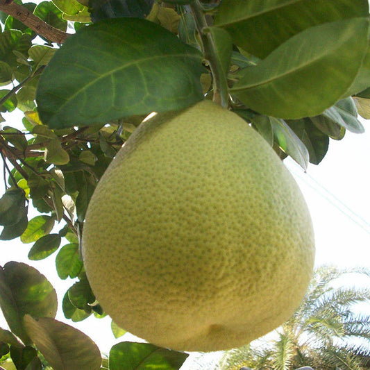 Grapefruit/Pomelo - Fruit Plants