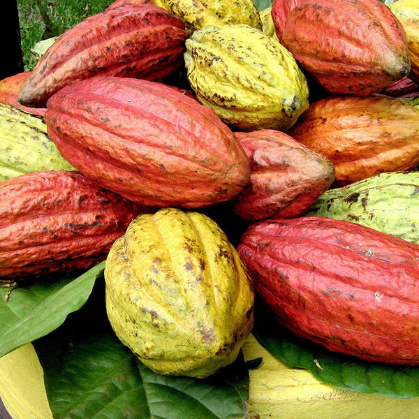 Cocoa/Cacao Fruit - Fruit Plants