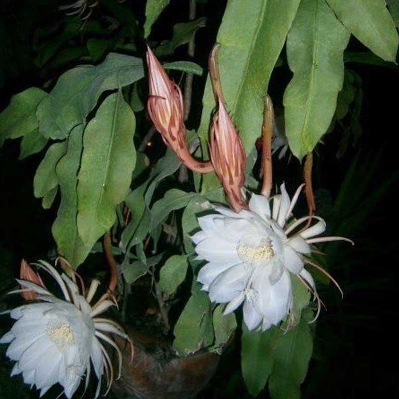 (Gardenershub) Brahma kamal/Night Queen Flower Plant