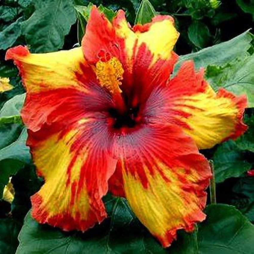 Hybrid Hibiscus Plant For Gardening