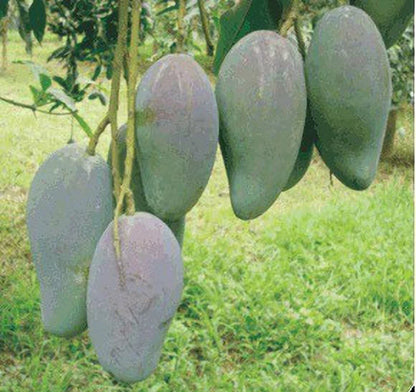 All Time Mango Fruit Plant Grafted.